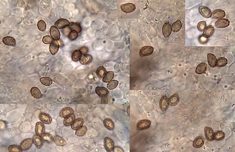 Cortinarius intempestivus spory